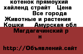 котенок прямоухий  хайленд страйт › Цена ­ 10 000 - Все города Животные и растения » Кошки   . Амурская обл.,Магдагачинский р-н